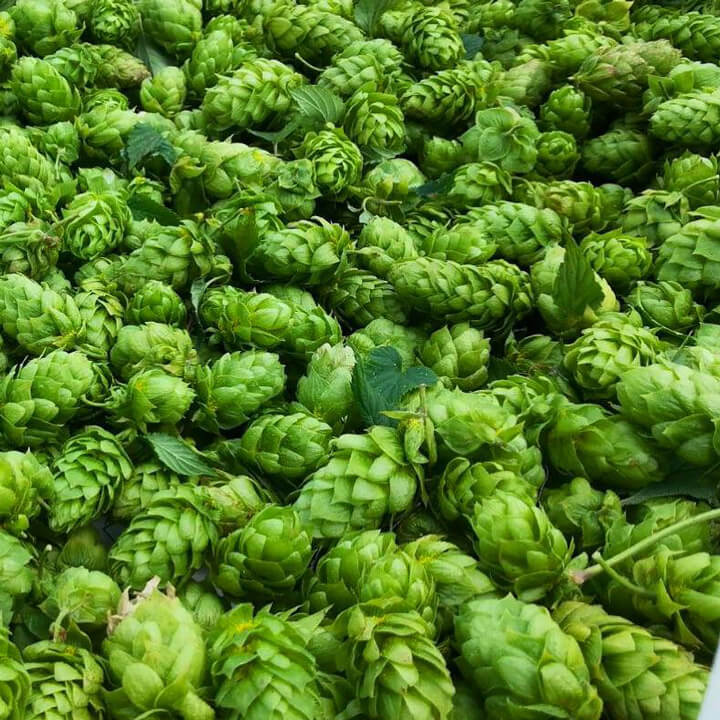 coltivazione luppolo lup farm piombino dese